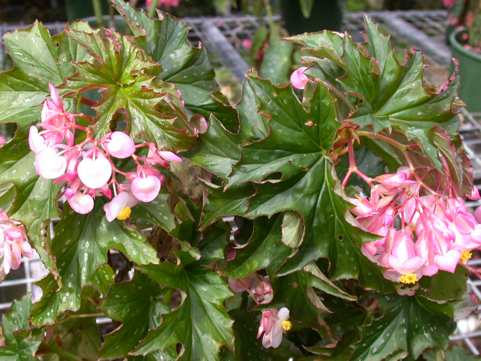 B. ‘Esther Albertine’